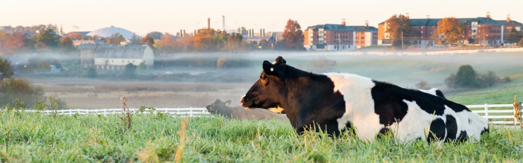 Dairy cows sit on Horsebarn Hill at sunrise amongst the fall foliage on Oct. 25, 2023. (Sydney Herdle/UConn Photo)
