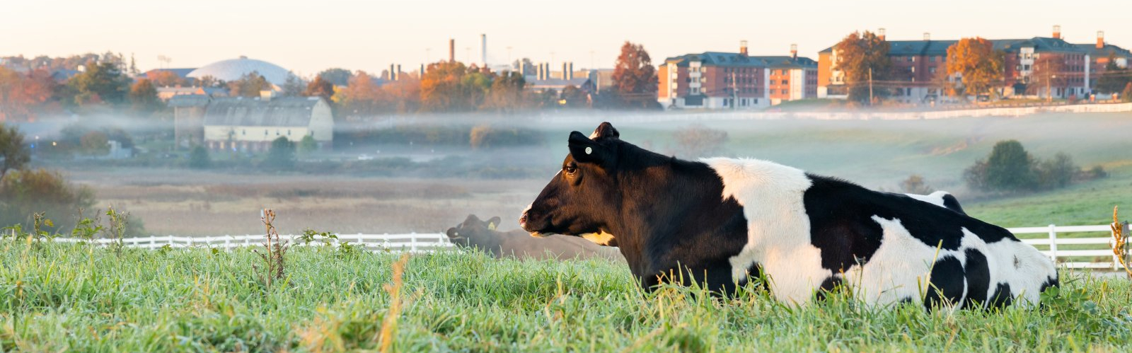 Dairy cows sit on Horsebarn Hill at sunrise amongst the fall foliage on Oct. 25, 2023. (Sydney Herdle/UConn Photo)